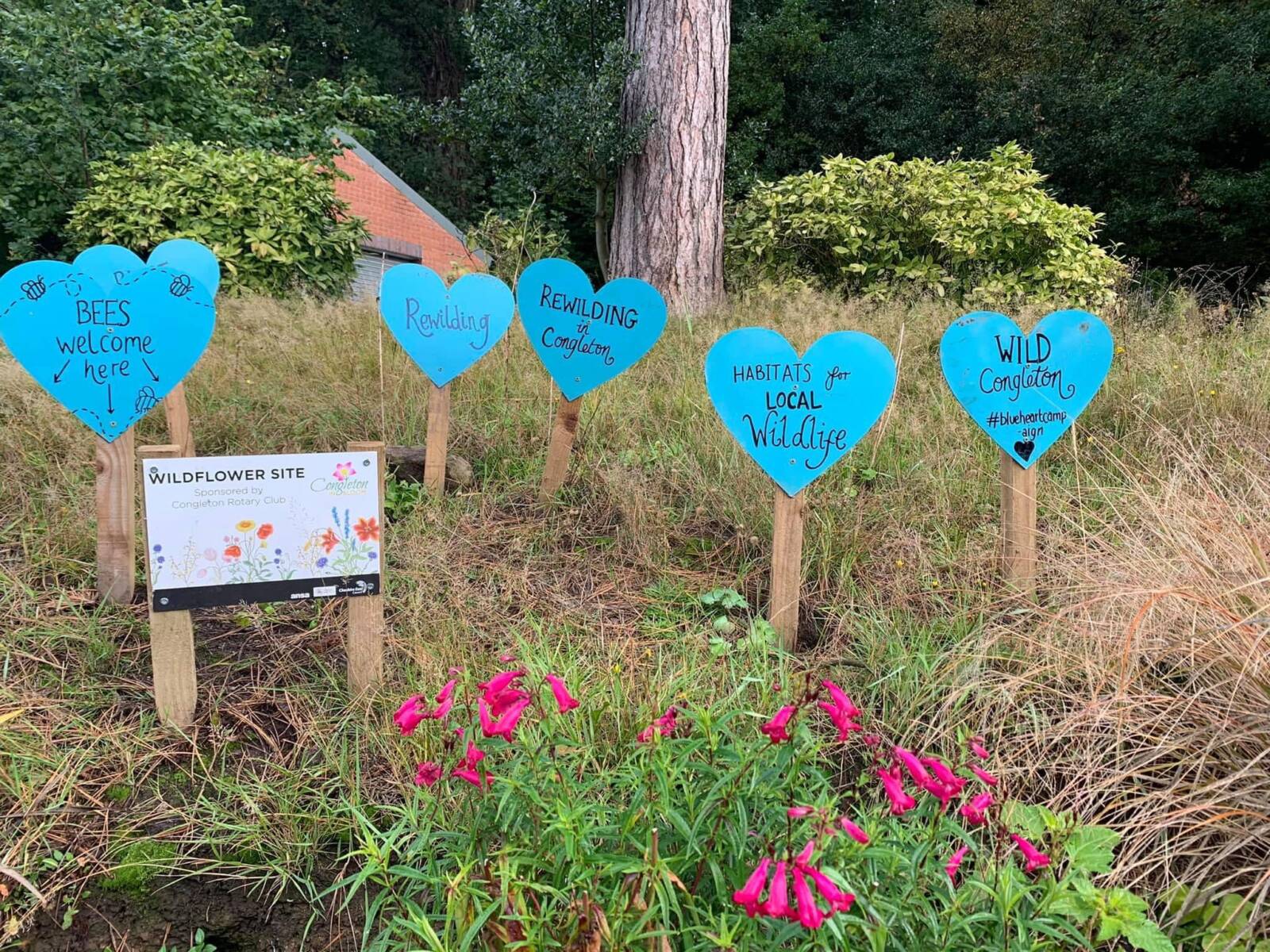 Low Mow Town wild flower area