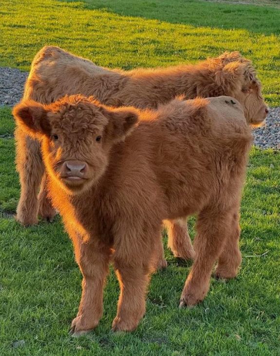 Highland cows at Glebe Farm Astbury Congleton