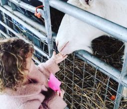Feeding the animals at Glebe Farm