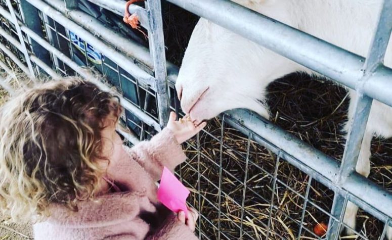 Feeding the animals at Glebe Farm