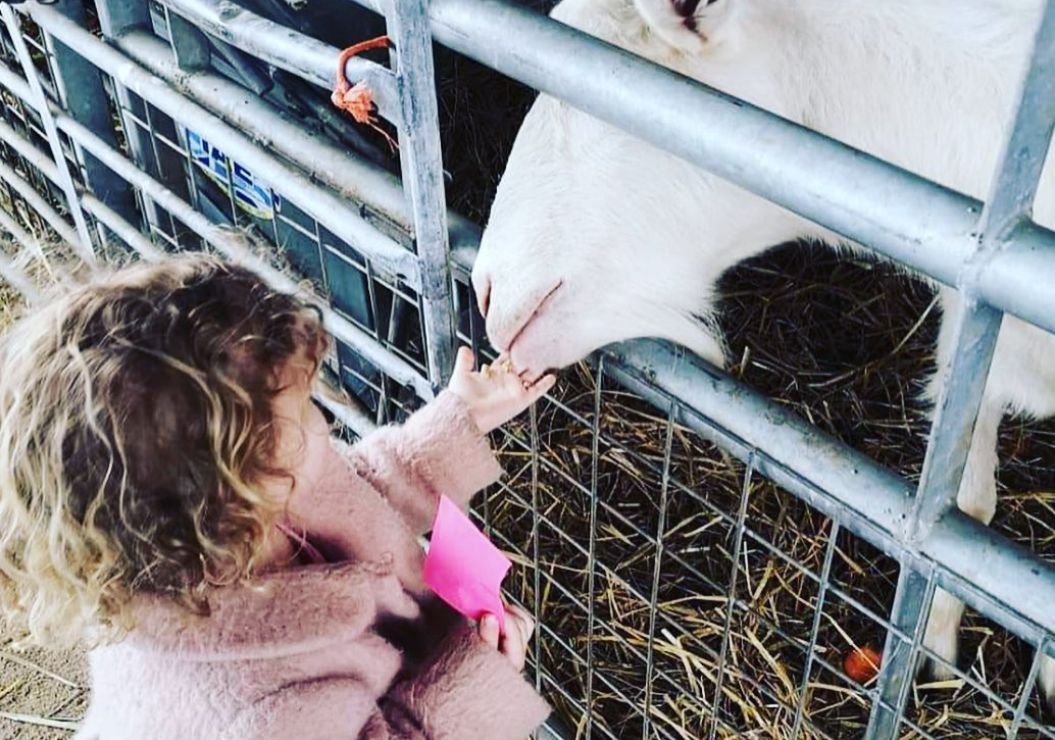 Feeding the animals at Glebe Farm