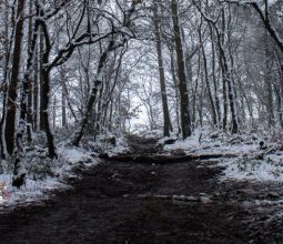 Winter woodland at Congleton Cloud