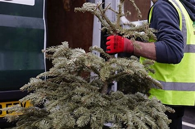 Streetscape supports Christmas Tree Collection