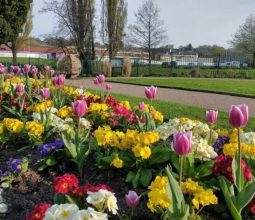 Beautiful blooms in the park