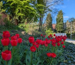 Red poppies at Congleton Cenotaph