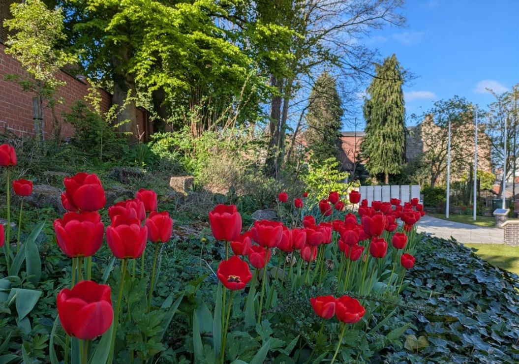 Red poppies at Congleton Cenotaph