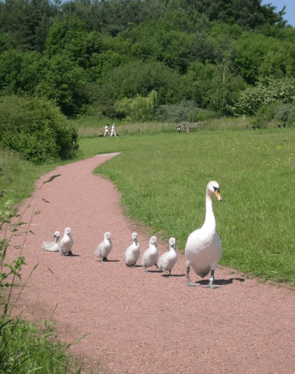 Swans at Astbury Mere