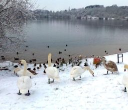 Winter at Astbury Mere