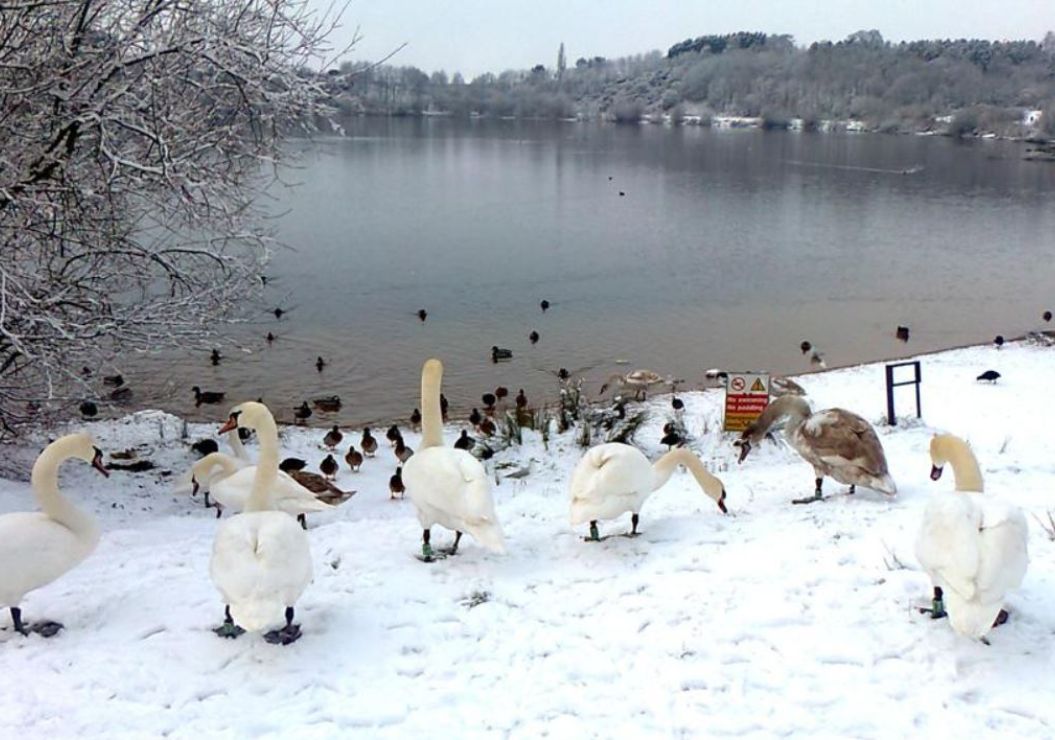 Winter at Astbury Mere