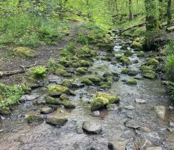 Brook at Biddulph Grange Country Park